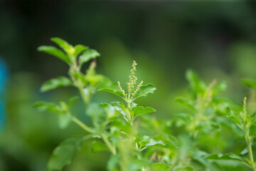 close up of a Holy basil plant in a garden