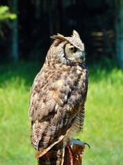 great horned owl