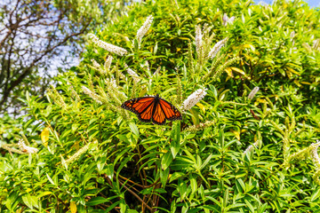Danaus plexippus in the natural habitat