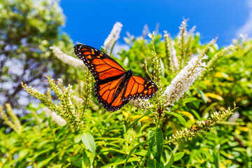 Danaus plexippus in the natural habitat