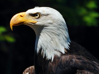 bald eagle portrait