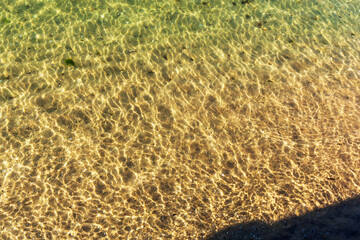 Small fish in the crystal water of Wellington, New Zealand