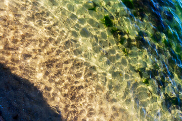 Small fish in the crystal water of Wellington, New Zealand