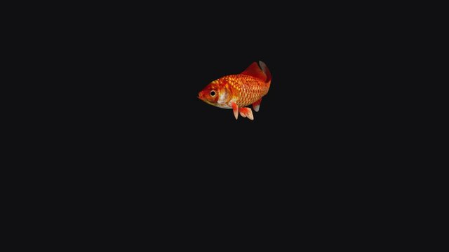 Red Goldfish - Passing Loop - Isolated 3D Animation - Alpha Channel - Transparent Background