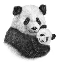 Fototapety  Mother and baby panda illustration. Cute hand drawn panda bear. Realistic animal illustration 
