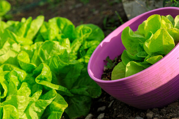 畑の野菜　収穫　イメージ