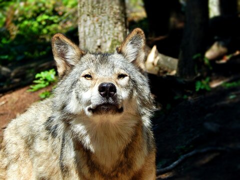 wolf in the woods