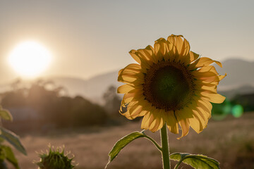 Field blooming sunflowers on a sunset background. Silhouette of sunflower field landscape.