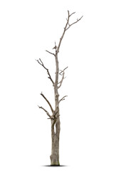 Single old and dead tree isolated on white background.