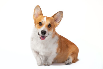 Lovely smiling welsh corgi pembroke or cardigan sits with its paw raised, front view, isolated on white background. Obedient dog playfully shows its tongue when performing new command.
