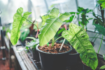 agriculture garden plant in modern greenhouse, nature flower in farm, vegetable leaf plantation for organic food, botany horticulture cultivated industry, seed growth with sunlight environment