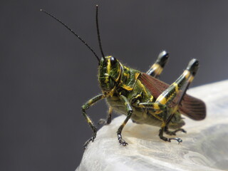 Grasshopper Soldier 