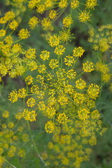 Flowering dill, garden of aromatic herbs, medicinal, culinary spice plant