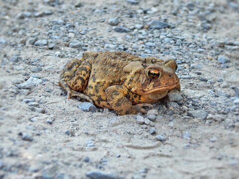 frog on the ground