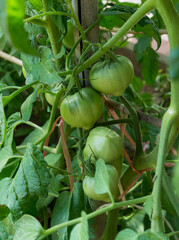 green tomatoes on the bush, in an organic urban garden