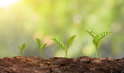 Growth young tree on nature bokeh light background. Growing plants. Saving of the earth concept