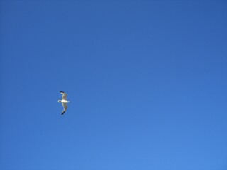 Freedom