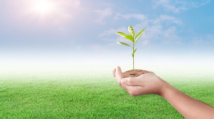 Hand holding young plant on green grass field and sky background. Beginning of a new life. Eco earth day concept.