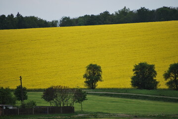 gelbe Felder Rapsfelder
