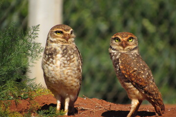 Athene Cunicularia Two Field Owl