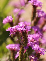 小さな花に雨のしずく