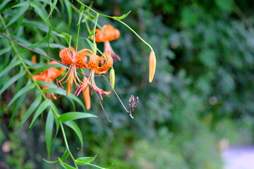 開花したオニユリと枯れた花