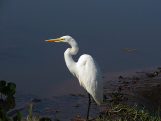 A watchful eye of the Great Egret with its reflection on the water