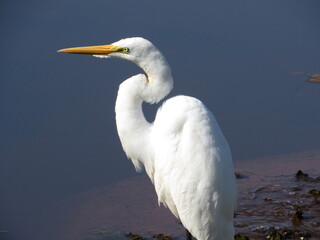 A watchful eye of the Great Egret with its reflection on the water with details