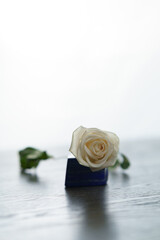 White rose isolated in bright scene on rock and table