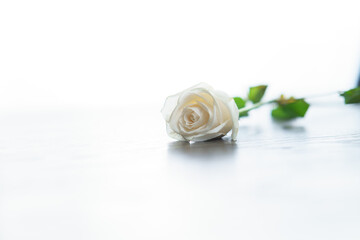 White rose isolated in bright scene