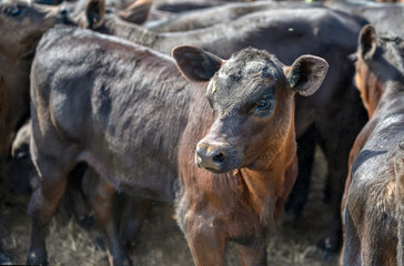 Black Angus calves in corral.