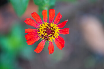 Close up zinnia flower on green leafy background. zinnia flower in tropical garden is sunflower family genus. All flowers are red, pink and yellow.