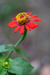 Close up zinnia flower on green leafy background. zinnia flower in tropical garden is sunflower family genus. All flowers are red, pink and yellow.