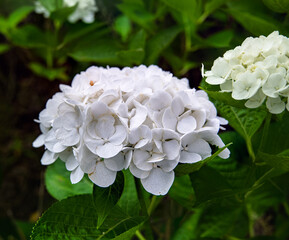 紫陽花　シュガーホワイト