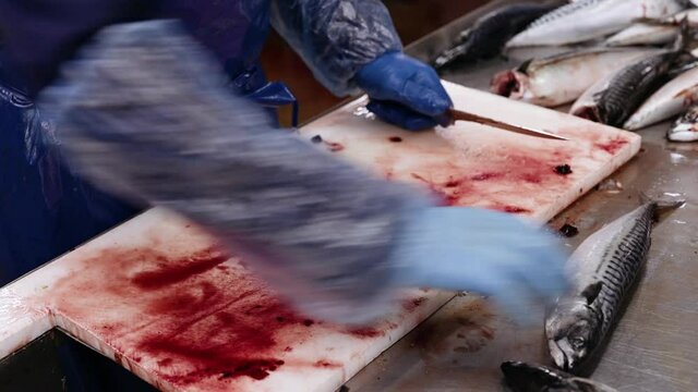 Sea fish. A worker cuts off the head of a fish