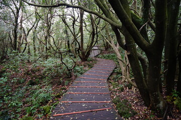 a fine pathway through a deep forest