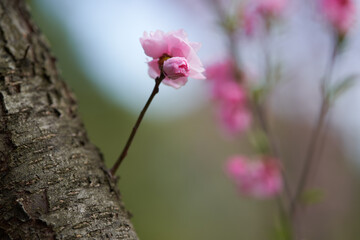 Obraz premium Pretty double cherry blossoms with flowers directly from the trunk