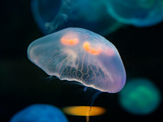 close up of jellyfish swimming in aquarium © Michelle Holton