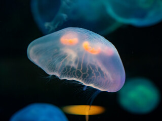 close up of jellyfish swimming in aquarium