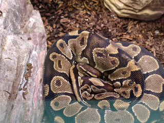 pet brown python in a terrarium