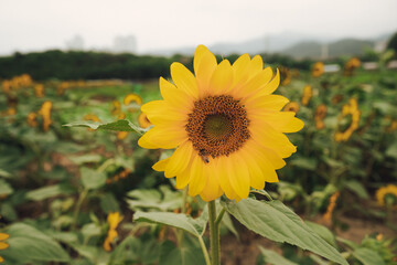 Obraz premium sunflower in the field