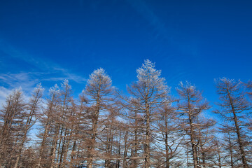 Mt.Kumotori, winter 冬の雲取山トレッキング