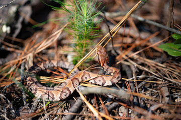 Cottonmouth / Water Moccasin