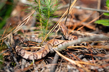 Cottonmouth / Water Moccasin