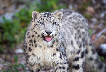 Obraz na płótnie Canvas Snow Leopard on the move