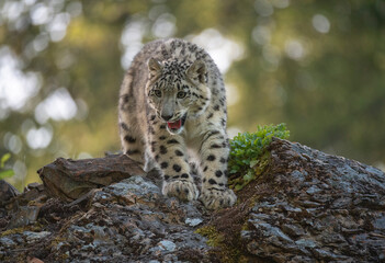 Snow Leopard on the move