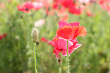 ポピー 赤い 花畑 かわいい 満開 美しい 綺麗 鮮やか 花びら 新緑 けし