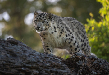 Fototapeta na wymiar Snow Leopard on the move