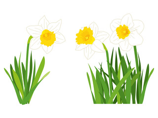 白い水仙の花
