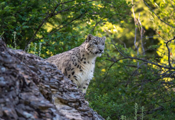 Obraz premium Snow Leopard on the move